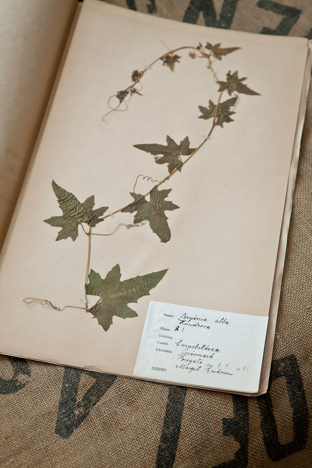 Herbarium1©Anna-Lefvert