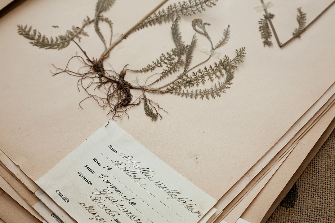 Herbarium3©Anna-Lefvert